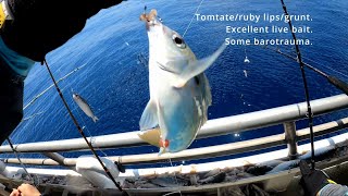 Tomtate/ruby lips/grunt live bait fail Galveston party boat