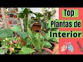 Algunas de las Mejores Plantas de interior, Plantas de interior que soportan muy poca iluminación