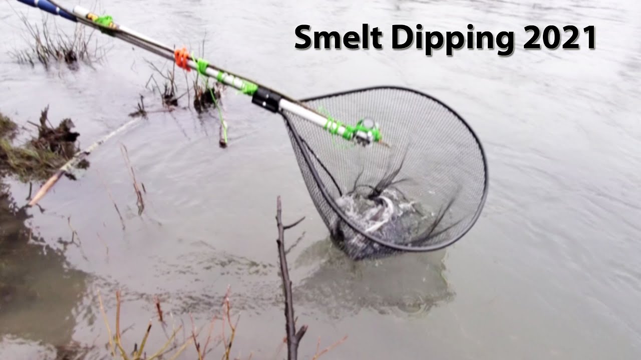 Cowlitz River Smelt Dipping 2021, Recreational Smelt Fishing Washington