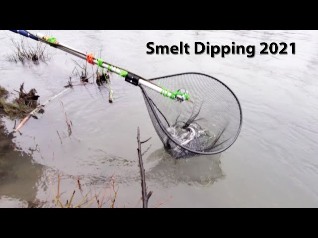 Oregon Smelt Dipping 2023 - Sandy River Smelt Rush 