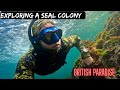 Exploring a BRITISH ISLAND Seal Colony at Sunrise • 🤿 Freediving Gear I use THE SOUND ISLE OF MAN
