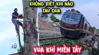 Hồi hộp !!! Vua khỉ cưa cây Gòn lớn vừa cưa mà vừa sợ tàu lữa chạy qua.