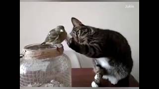 best video of funny cats