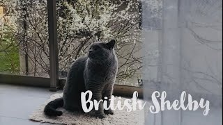 British Shelby enjoying spring feeling ‍⬛