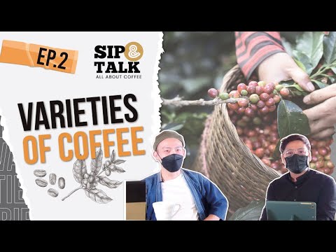 Varieties of Coffee สายพันธุ์ของกาแฟ - Sip & talk [EP 2]