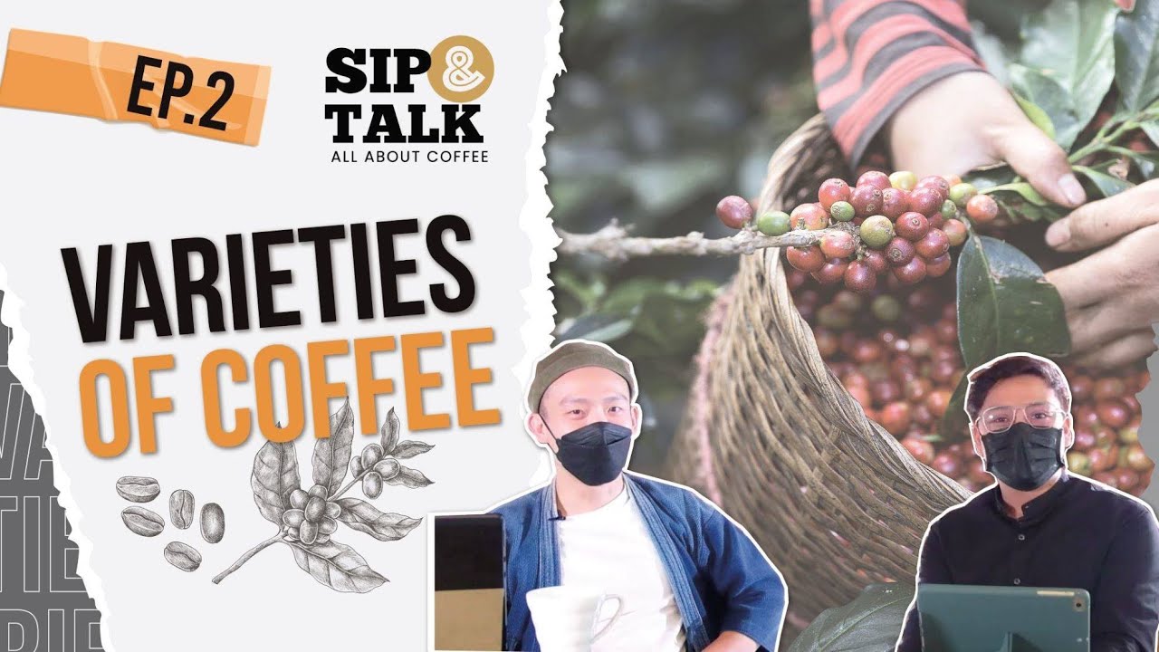 Varieties of Coffee สายพันธุ์ของกาแฟ – Sip & talk [EP 2] | ข้อมูลทั้งหมดที่เกี่ยวข้องกับพันธุ์ กาแฟ อา รา บิ ก้าที่ถูกต้องที่สุด