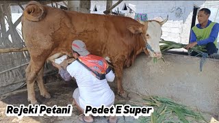 Sapi Beranak, Induknya Besar Pedetnya Super'‼️