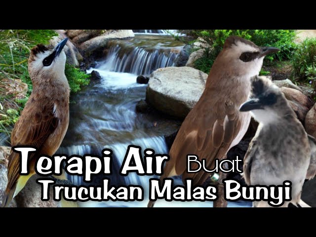 Terapi trucukan BIAR CEPAT GACOR ampuh JADIKAN Trucukan STRES & Malas Bunyi Gacor seketika class=