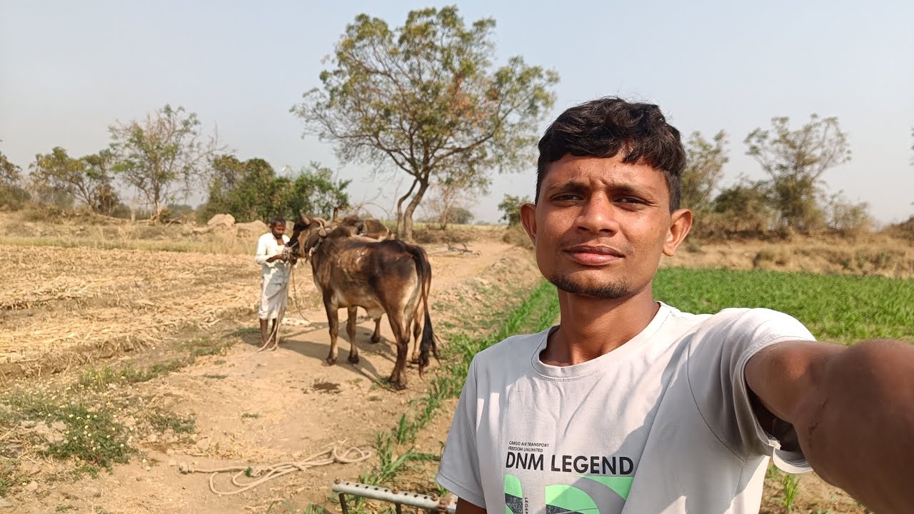  બાજરી માં બળદ થી બેલી નો ચાલી 