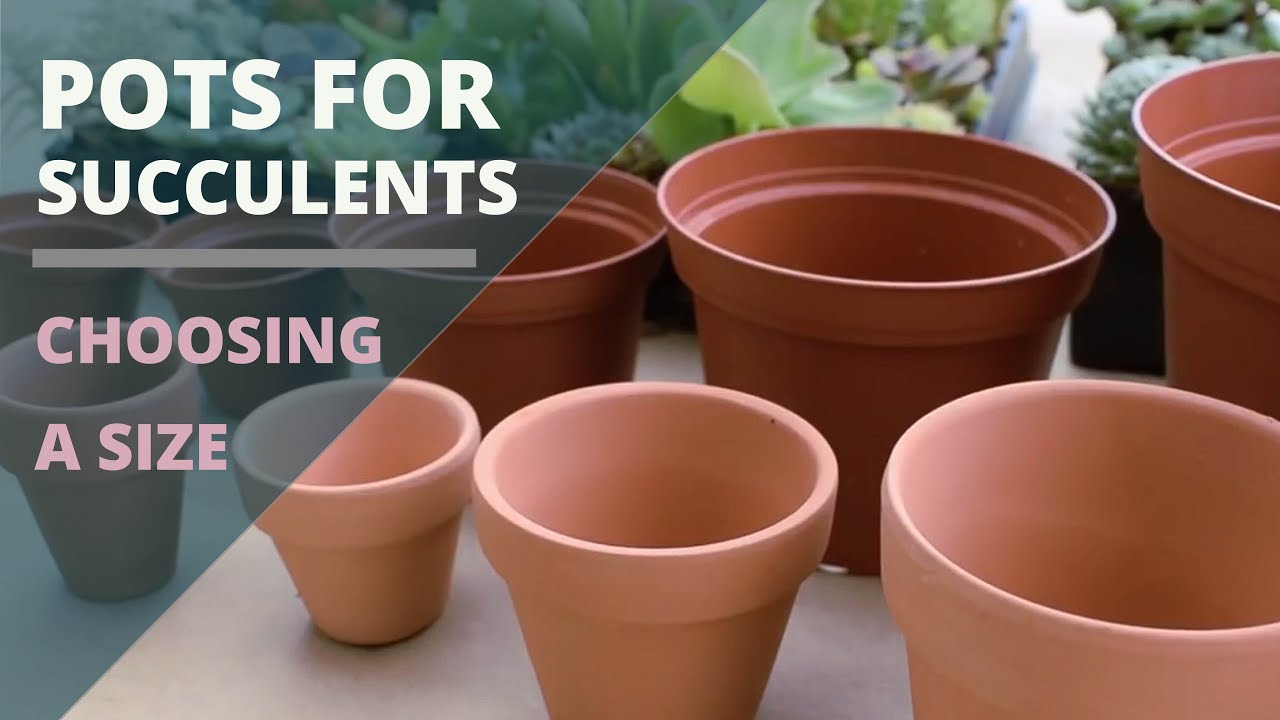 The Best 10 Plant Pot Sizes Chart - factdrawdestroy