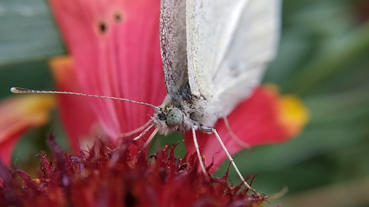 Бабочка капустница или белянка (Pieris brassicae)