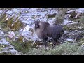 Himalayan Tahr Hunting NZ - Preview