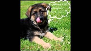 Six causes of lip smacking in dogs