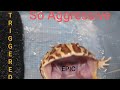 Pacman frog eating a fuzzy rat #LIVE FEEDING WARNING #BONE CRUNCH