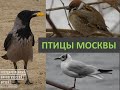 Птицы Москвы
