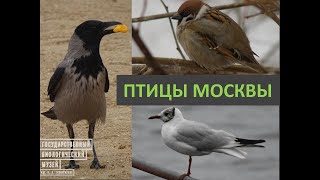 Птицы Москвы