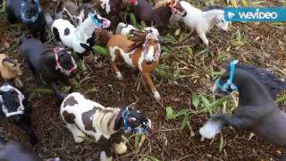 The Drought Episode 1 (A Schleich horse short series)