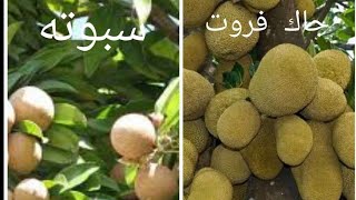 الفواكه الاستوائية النادرة أحجام مثمرة