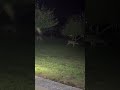 My night time work buddies. #deer #missouri #work #shorts #youtubeshorts