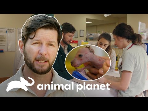 Vídeo: Pet Scoop: Wallaby órfão Obtém Surrogate Dad, carne deixada de alguns rótulos de alimentos para animais de estimação