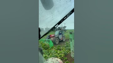 #Dairy #farmers #Life # harvest the fodder beet