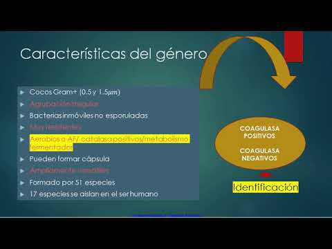 Vídeo: Aislamiento Y Caracterización De Una Nueva Población De Macrófagos De La Superficie Nasal Y Su Susceptibilidad Al PRRSV-1 Subtipo 1 (LV) Y Subtipo 3 (Lena)