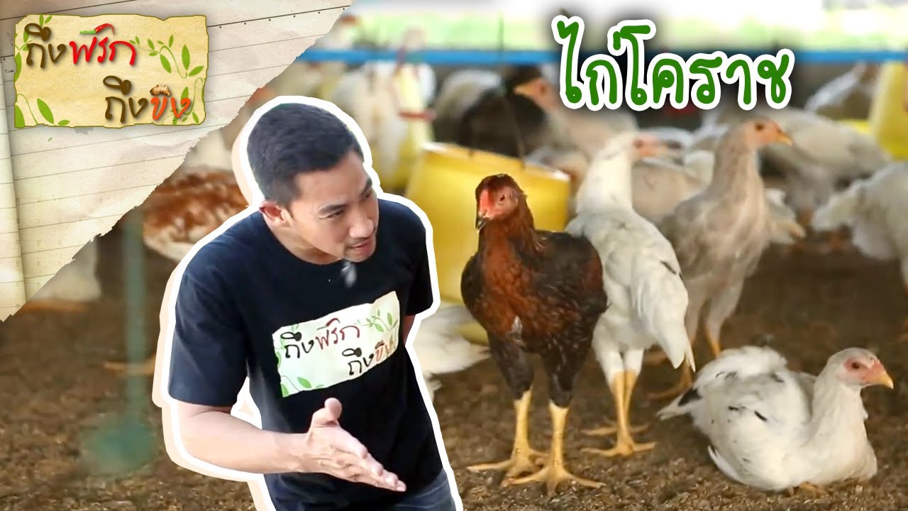 ไก่โคราช I ถึงพริกถึงขิง 19-07-17