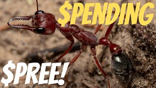 I SPENT $1,000 ON PET ANTS!