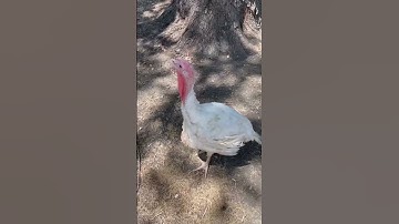 Thumbnail of 😳❤️Turkey 🦃 sound #animallover #animalfunny #turkey #sound