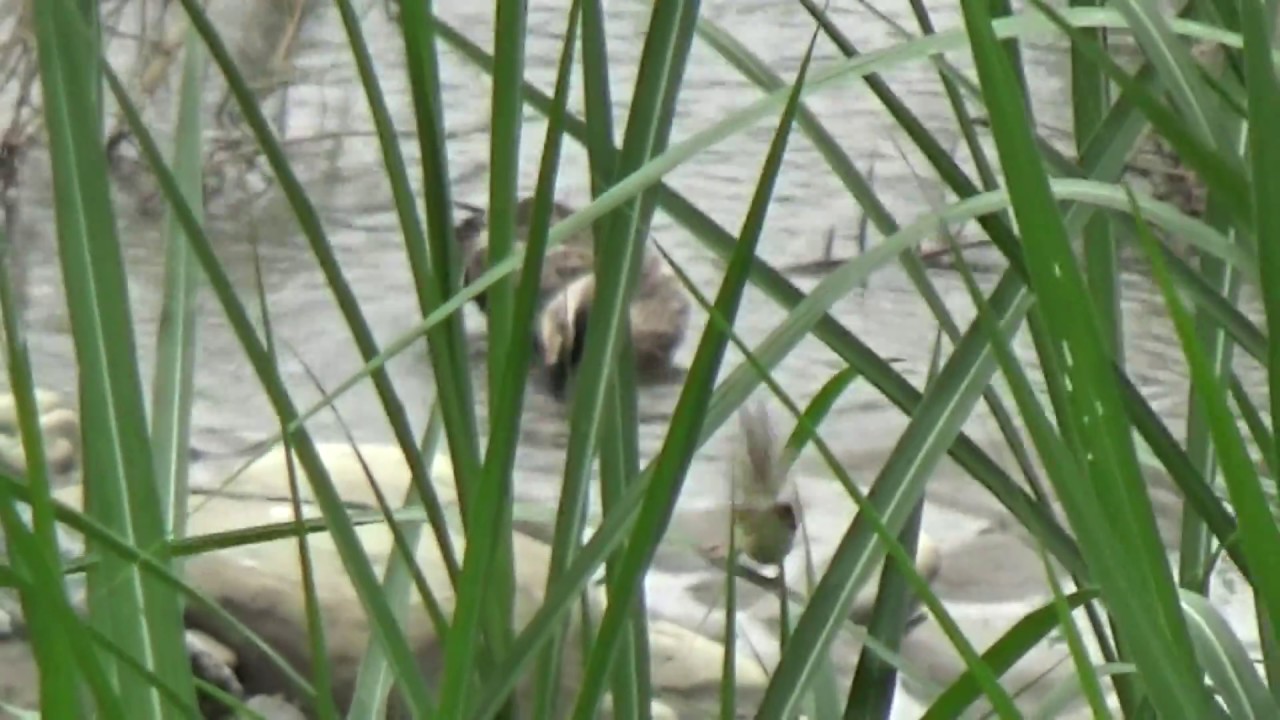 Spot-billed Duck and Plain Prinia. 