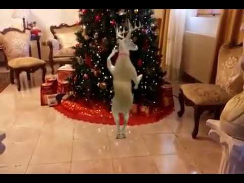 Merry Cristmas حالات واتس ميري كريسماس 