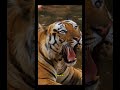 Tiger vs The Wild — Nature’s Deadliest Silent Hunter🐅🔥 #shorts #trending #explore #tiger