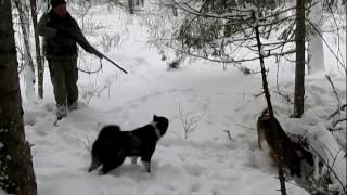 Dogs vs wild boar. Wild boar hunting with dogs. Dogs work on a hunt by Hunting Wild hunt TV 54,549 views 7 years ago 12 minutes, 11 seconds