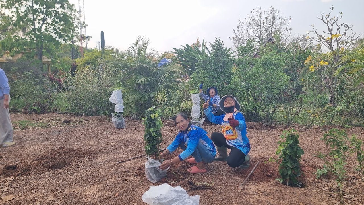 ภาระกิจป้าแต๋นมอบให้ต่างคนต่างขุด,จะไหวมั้ย?