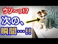 【海外の反応】衝撃!水の飲み方がどうしてもわからない日本のネコに世界が仰天!外国人「可愛らしい!大好き!」【すごい日本】