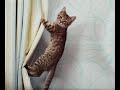 😺 Curtains were invented for cats! 🐈 Funny video with cats and kittens! 😸