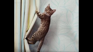 😺 Шторы для кошек придуманы! 🐈 Смешное видео с котами и котятами! 😸