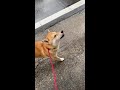 あまやどり
