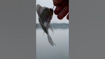 #shorts . phải cá la hán ko cả nhà ơi..?