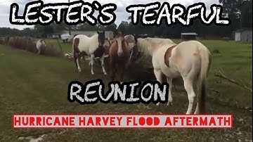 Tearful Reunion with farm animals after Hurricane Harvey flooding #LonghornLester’s