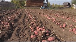 Уборка картофеля. Копка картофеля картофелекопалкой.