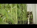 秋季种植豇豆，浅谈对付蚜虫和白粉病的方法