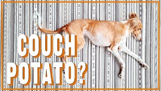 How Active Is Saluki?