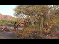 Mark Storto wildlife clip - Wild horses - Lower Salt River in AZ. 7.16.22