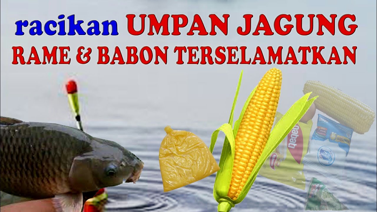 UMPAN IKAN MAS DARI JAGUNG || IKAN RAME DAN IKAN BABON TERSELAMATKAN