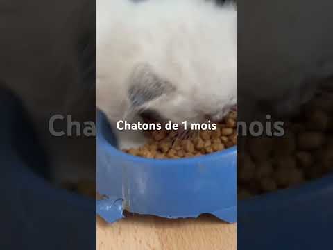 Chaton sacré Birmanie repas https://www.suisse-blog.ch/11951/chatons-sacres-de-birmanie-a-adopter/