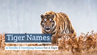 Tiger Names: 10 Terrific & Terrifying Names For A Tiger
