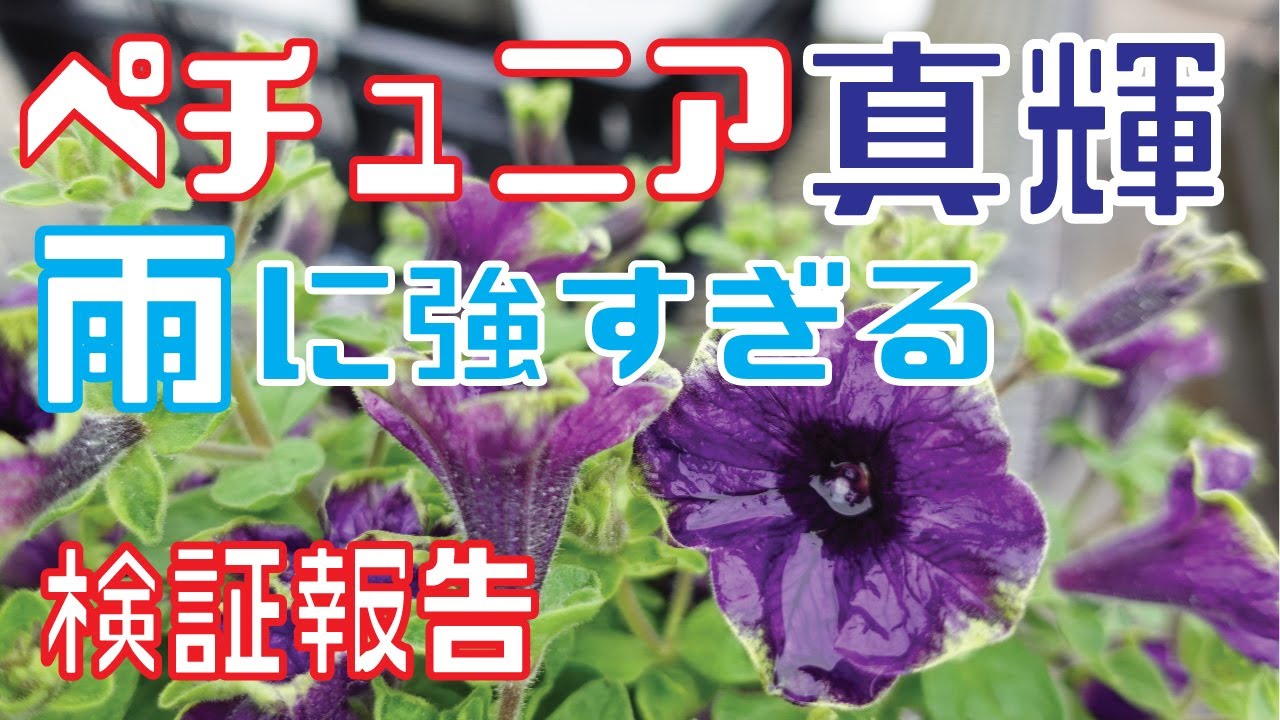 ペチュニアMasaki Rainproof and Resilient] Petunia Masaki: Rain-Resistant and God