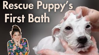 Rescue Puppy's First Bath ASMR