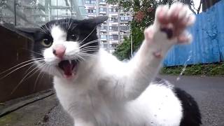 Maxwell’s Cat Life #2: Territory Patrol vs. Intruder Cow Cat — He Was NOT Happy!#cats #funny